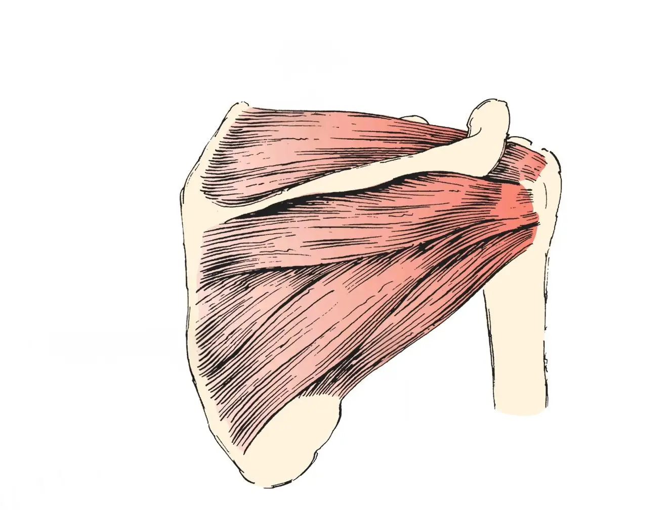 scopo rappresentativo dell'anatomia della spalla